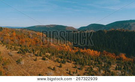 aerial flying abouve forest in autumn with colorful red and yellow trees on sunny day