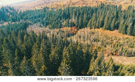 aerial flying abouve forest in autumn with colorful red and yellow trees on sunny day