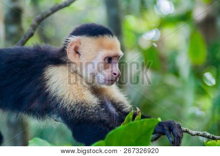 White-headed Capuchin Monkey Cebus Capucinus In National Park Manuel Antonio, Costa Rica