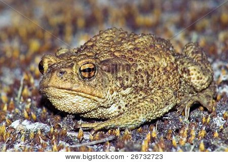Rana grande de la tierra (bufonidae) sentado en musgo marrón