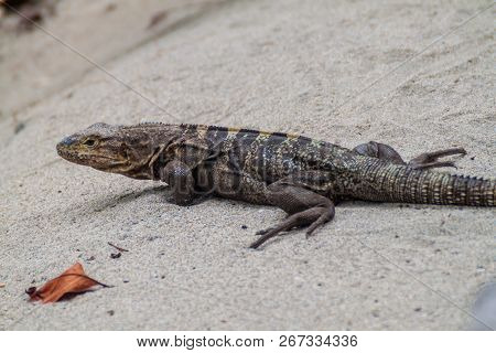 Black Spiny-tailed Iguana Ctenosaura Similis In National Park Manuel Antonio, Costa Rica