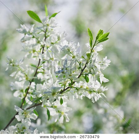 Mazzo di fiori tianshanica exochorda bianco con bel bokeh