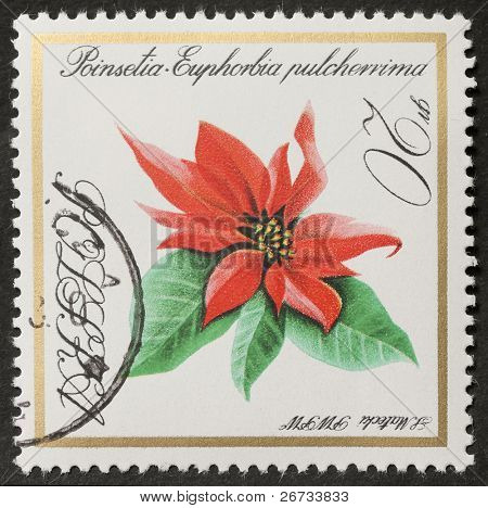Polska - ok. 1966: znaczek wydrukowany w Polsce pokazuje obraz Poinsetia Euphorbia pulcherrima, d