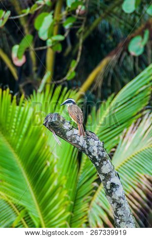 Great Kiskadee Pitangus Sulphuratus In Tortuguero National Park, Costa Rica