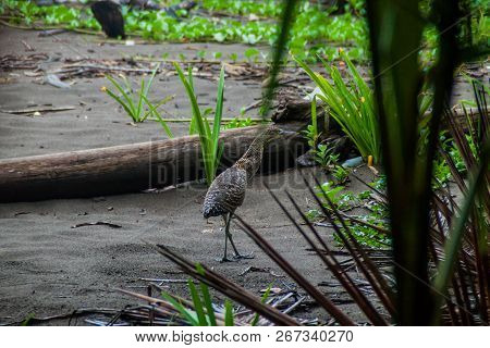 Bare-throated Tiger Heron Tigrisoma Mexicanum In Tortuguero National Park, Costa Rica