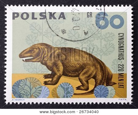 Polsko - cca 1966: známka vytištěna v Polsku ukazuje podobu Cynognathus, prehistorického predátora ex