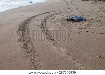 Empty Shell Of A Dead Leatherback Sea Turtle Dermochelys Coriacea At A Beach In Tortuguero National 