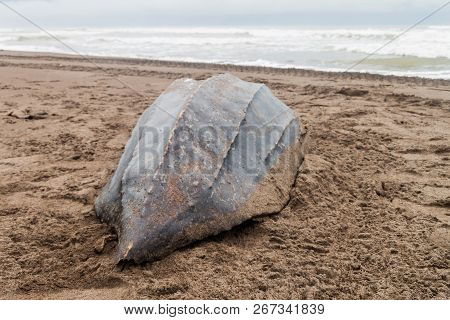 Empty Shell Of A Dead Leatherback Sea Turtle Dermochelys Coriacea At A Beach In Tortuguero National 