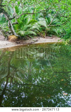 Small Creek In Cahuita National Park, Costa Rica