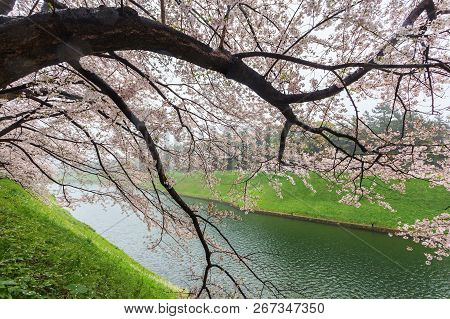 Sakura Cherry Blossom Tree With Raining At Chiyoda Park, Tokyo, Japan