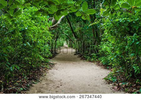 Hiking Trail In Cahuita National Park, Costa Rica