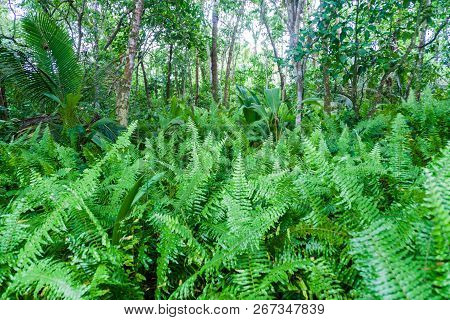 Jungle In Cahuita National Park, Costa Rica