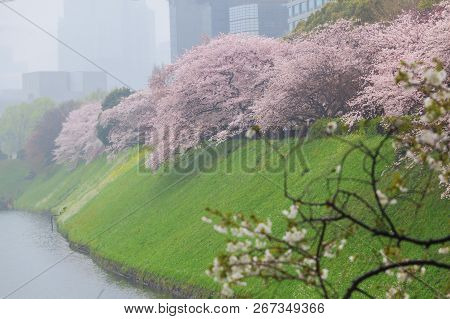 Sakura Cherry Blossom With Yellow Flower At Chiyoda Par, Tokyo, Japan