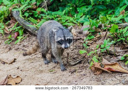 Crab-eating Raccoon Procyon Cancrivorus In Cahuita National Park, Costa Rica