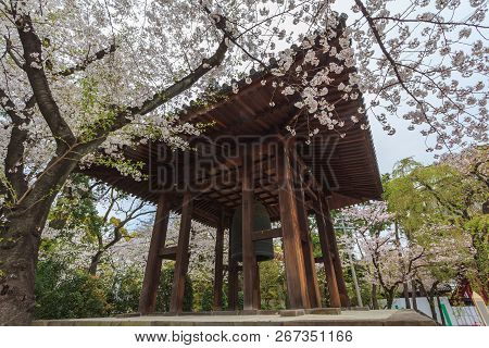 Full Bloom Of Sakura Flower Cherry Blossom In Zojoji Temple With Tokyo Tower, Japan
