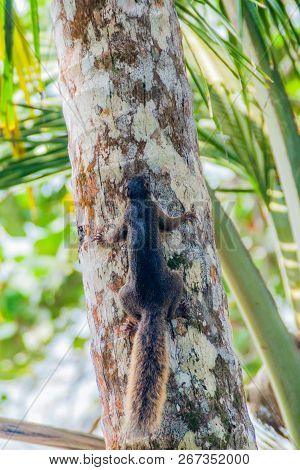 Variegated Squirrel Sciurus Variegatoides In Cahuita National Park, Costa Rica