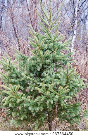 Single Green Pine Tree With Tall Grass And A Birch Tree In The Background Near Hinckley Minnesota