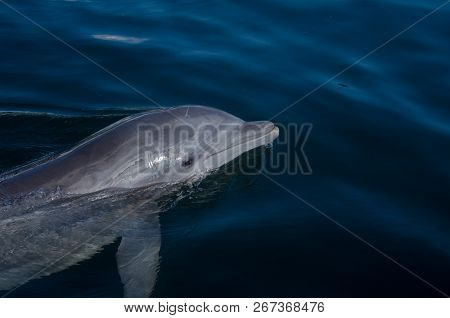 Close Up Of A Dolphin (tursiops Truncatus) In The Sea
