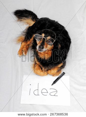One Female Old Black Dog Drawing On A White Paper