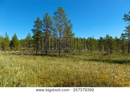 Forest Swamp On Anzersky Island, Arkhangelsk Region, Russia