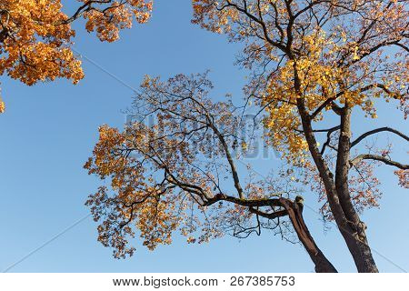 Maple Tree Branches With Yellow And Orange Leaves Against Blue Sky.