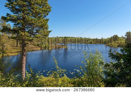 Forest Lake And Vegetation On Anzersky Island, Arkhangelsk Region, Russia