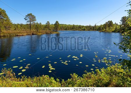 Forest Lake And Vegetation On Anzersky Island, Arkhangelsk Region, Russia