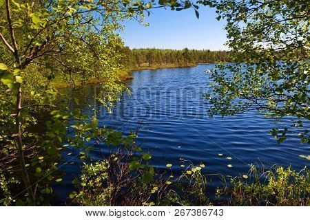 Forest Lake And Vegetation On Anzersky Island, Arkhangelsk Region, Russia