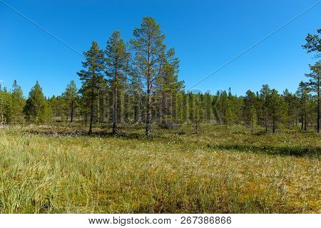 Forest Swamp On Anzersky Island, Arkhangelsk Region, Russia