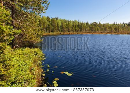 Forest Lake And Vegetation On Anzersky Island, Arkhangelsk Region, Russia