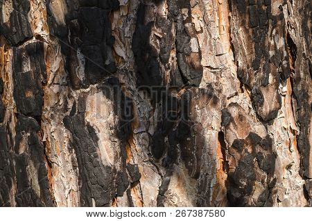 Pine Tree Texture Background. Close Up Photo.