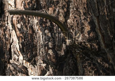 Pine Tree Texture Background. Close Up Photo.