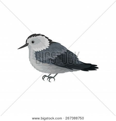 Flat Vector Icon Of White-breasted Nuthatch. Winter Songbird With Long Beak. Small Feathered Creatur
