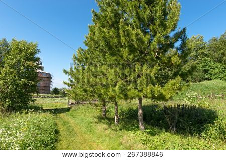 Cedar Alley Near Holy Trinity Anzersky Skete Of The Solovetsky Monastery On The Anzersky Island, The