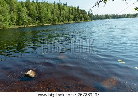 Forest Lake And Vegetation On Anzersky Island, Arkhangelsk Region, Russia