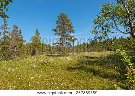 Forest Swamp On Anzersky Island, Arkhangelsk Region, Russia