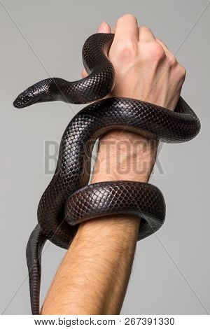 The Royal Serpent, Nigrita, Encircles The Male Hand. Gray Background.