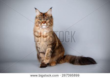 Maine Coon Cat On Colored Background