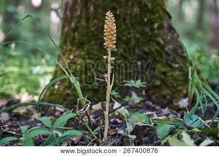 Ancient Plant Neottia Nidus-avis Without Chlorophyll Grows In Shady Forests.