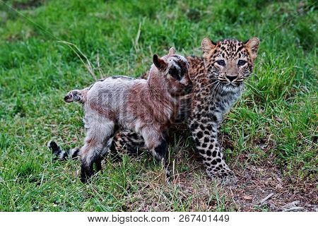 Curious Cub Far Eastern Leopard And A Little Goat. Acquaintance.