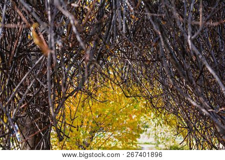 Autumn Branches Without Leaves Like An Arch Above The Path In The Park. Bare Tree Or Bush Branches