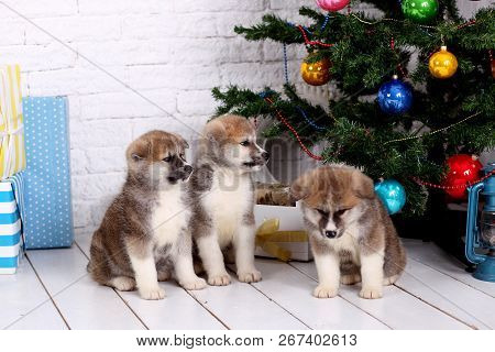 Japanese Akita-inu, Akita Inu Dog Puppys Sits On A The New Years Background