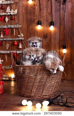Japanese Akita-inu, Akita Inu Dog Puppys Sits On A The New Years Background