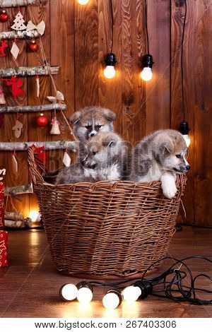 Japanese Akita-inu, Akita Inu Dog Puppys Sits On A The New Years Background