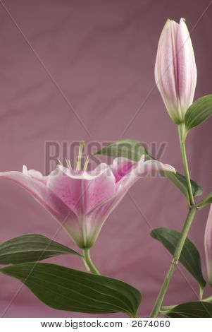 Pembe Lily