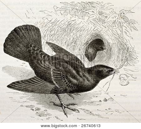 공단 Bowerbird (Ptilonorhynchus violaceus)의 오래 된 그림. Kretschmer와 Illver, p