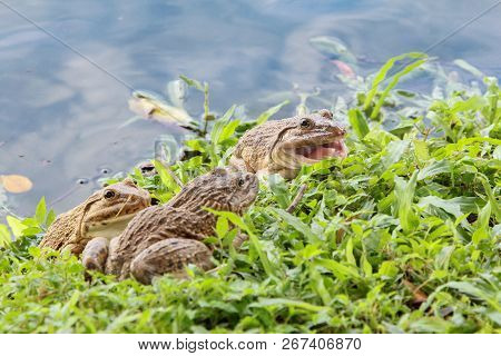 Frogs On The Grass Near The Pond That Reflected The Sky , One Of Frogs Is Open Mouth. Wild Ife, Natu