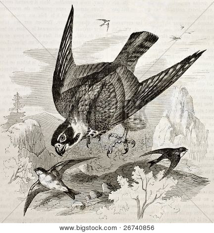 Vanha kuva Euraasian harrastus (Falco subbuteo). Luoma Kretschmer Julkaisija Merveilles 