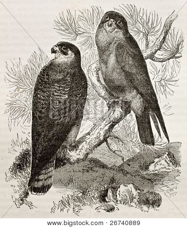 Staré ilustrace Poštolka rudonohá (Falco vespertinus). Vytvořil Kretschmer a Jahrmargt, publ