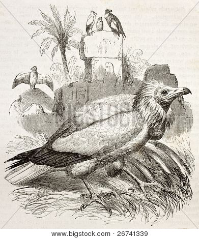 Staré ilustrace Supa mrchožravého (Neophron percnopterus). Vytvořil Kretschmer a Jahrmargt, p